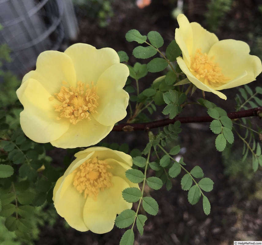 'R. xanthina spontanea' rose photo