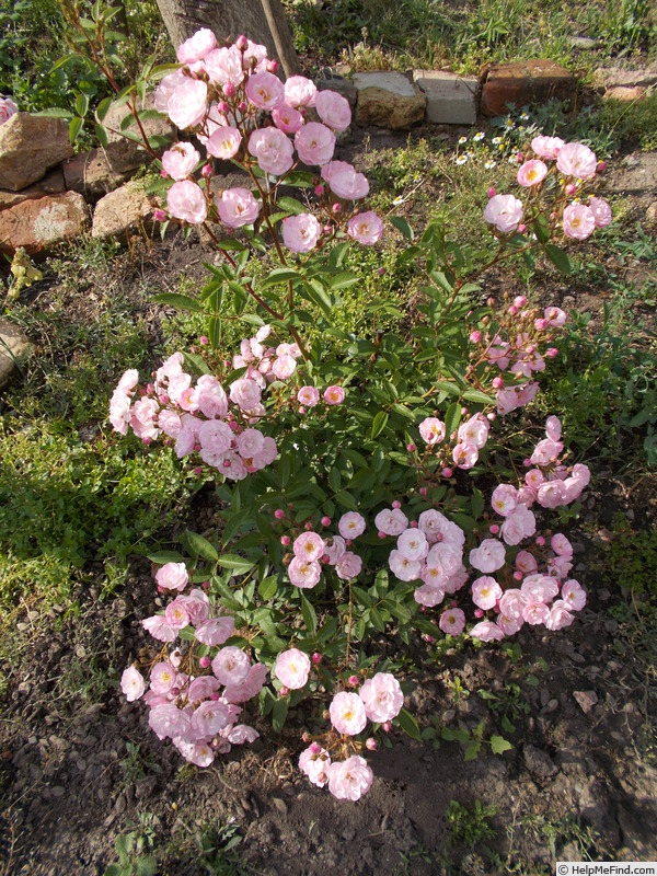 'Heavenly Pink ® (Hybrid Musk, Lens 1997)' rose photo