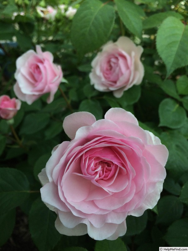 'Olivia Rose Austin ®' rose photo