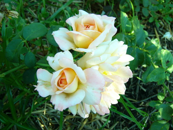 'Glowing Peace' rose photo