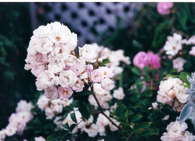 'Lady Carolina' rose photo