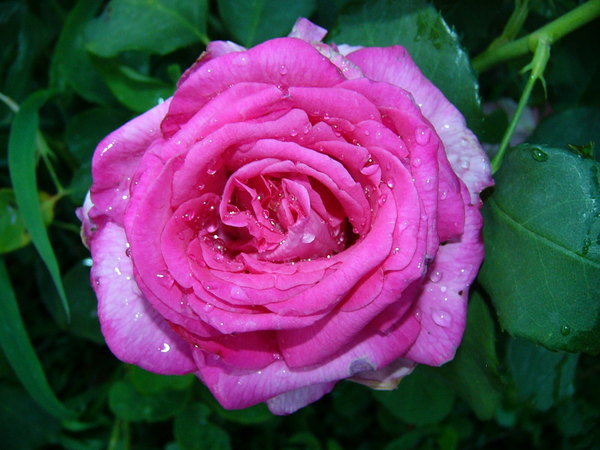 'Buxom Beauty' rose photo
