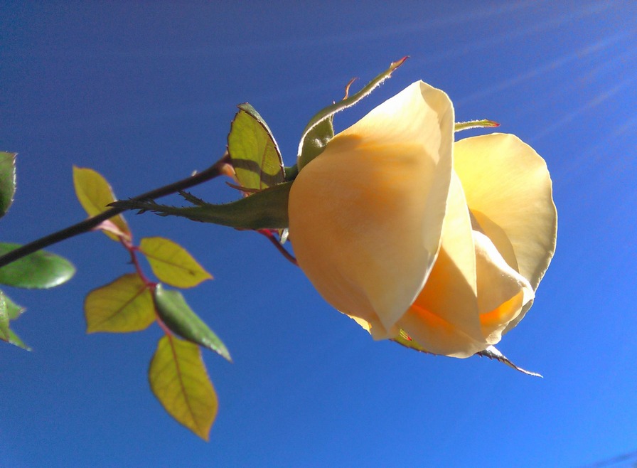 'Lady Hillingdon (Tea, Lowe & Shawyer, 1910)' rose photo