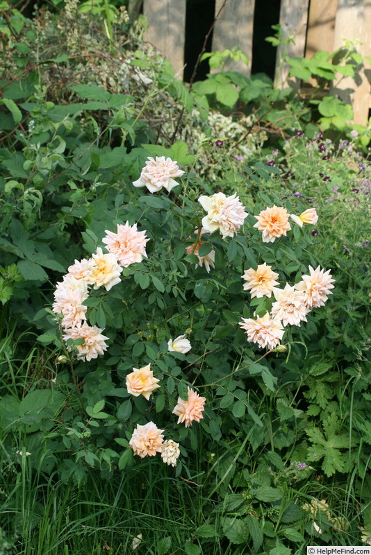 'Anja' rose photo