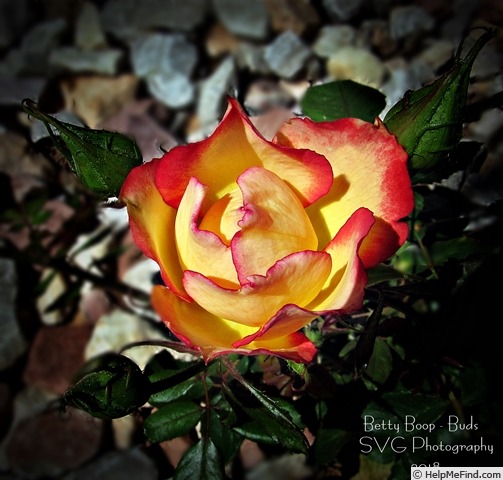 'Betty Boop ™ (Floribunda, Carruth, 1999)' rose photo