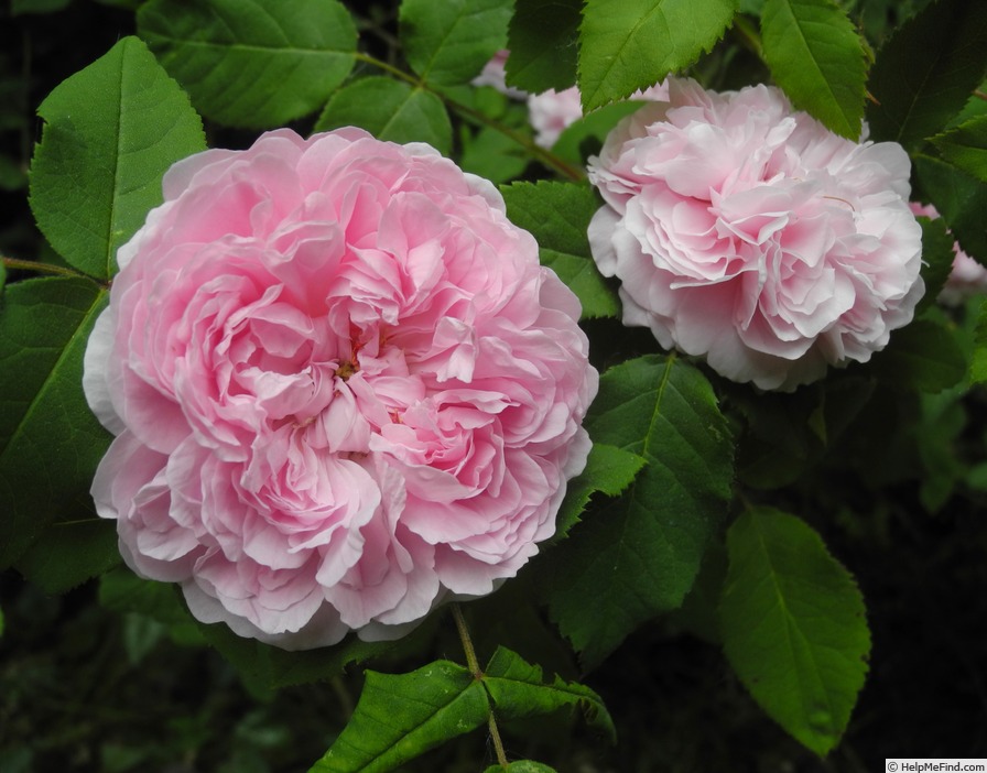 'Jacques Cartier' rose photo