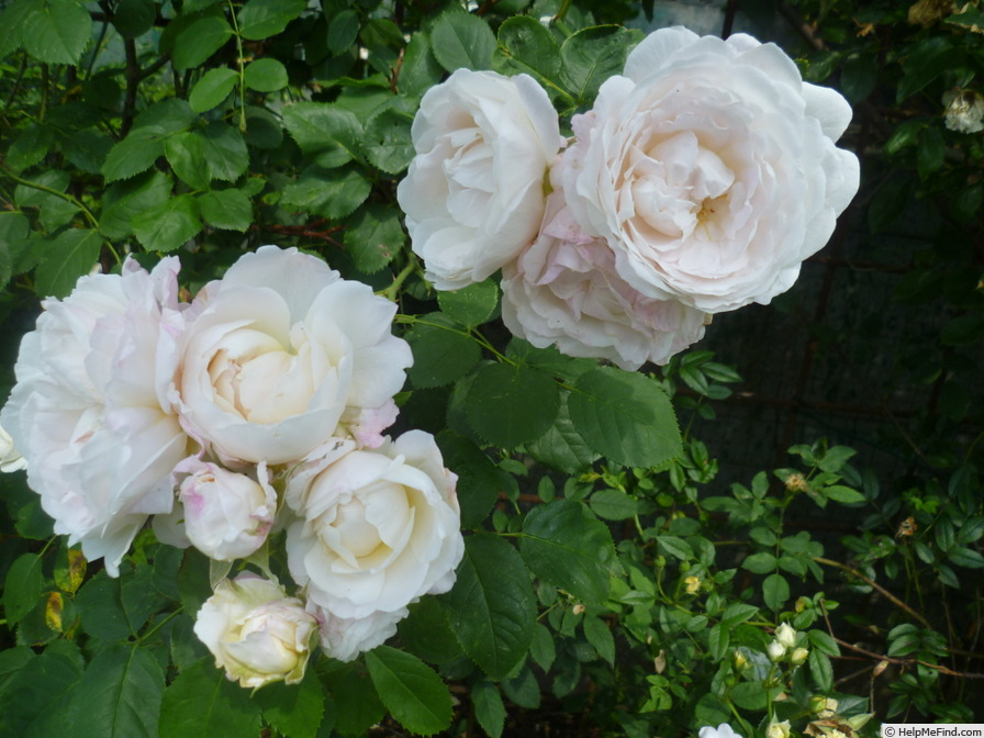 'André Brichet' rose photo