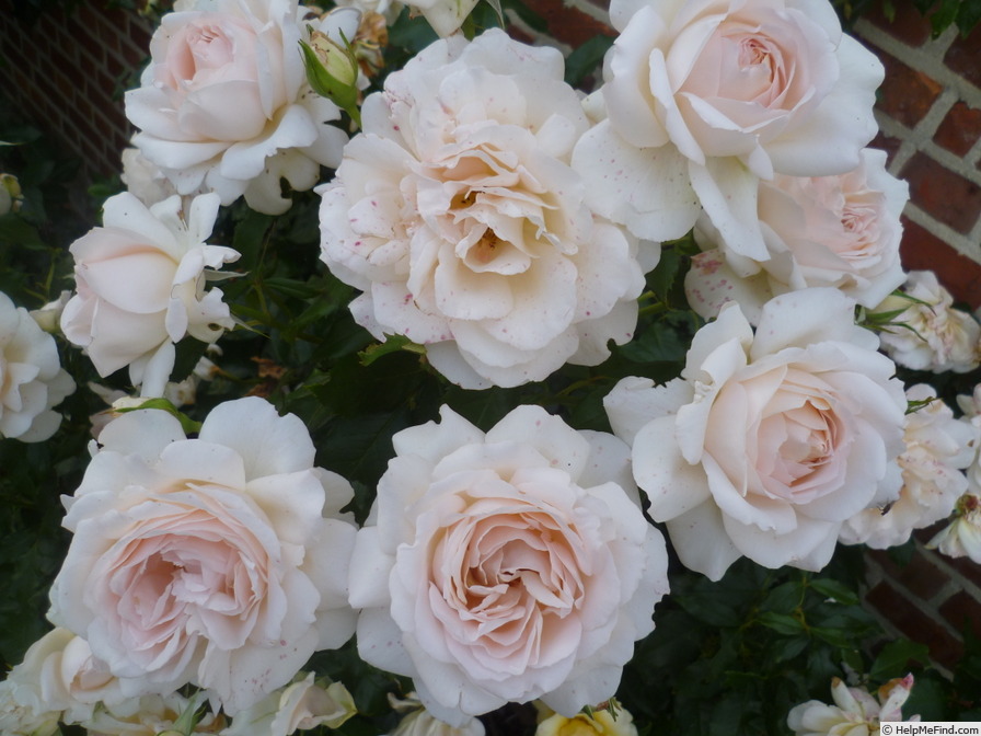 'Chandos Beauty' rose photo