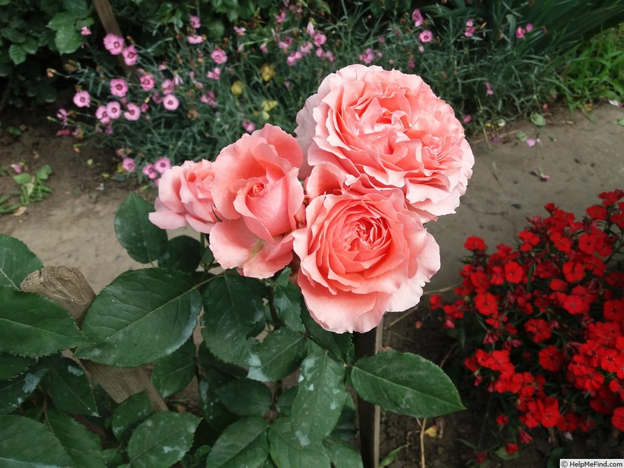 'Corail Gelée ®' rose photo