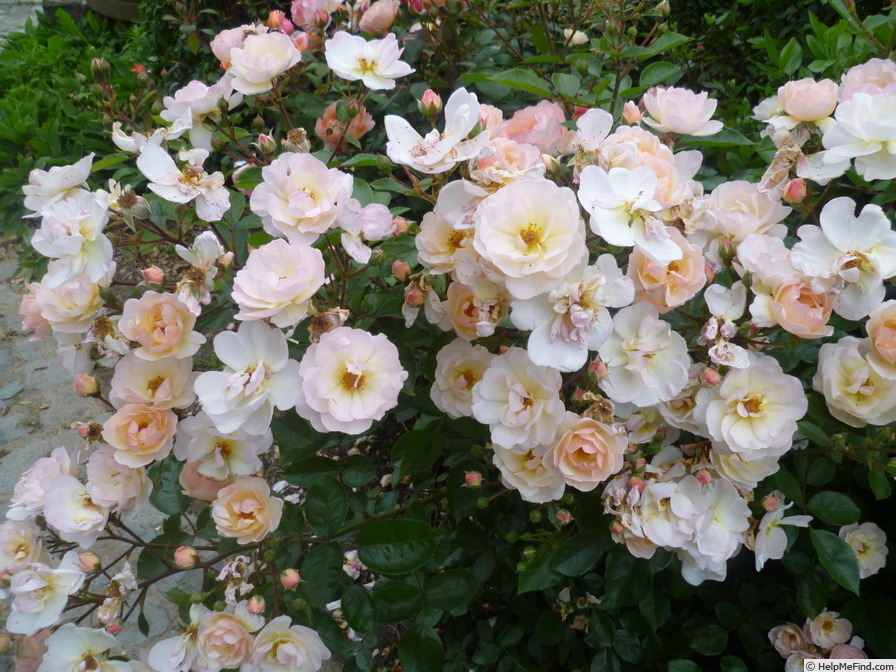 'Rock 'n' rose ®' rose photo