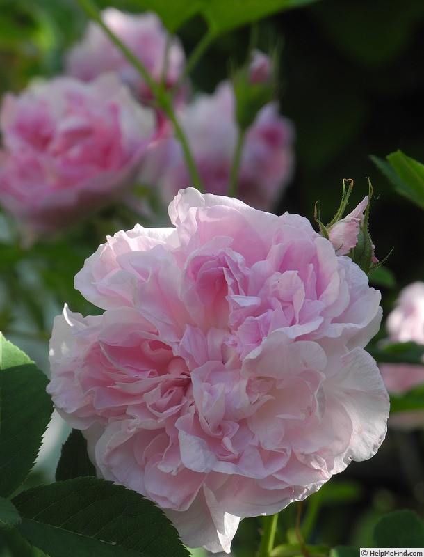 'Blush Hip' rose photo