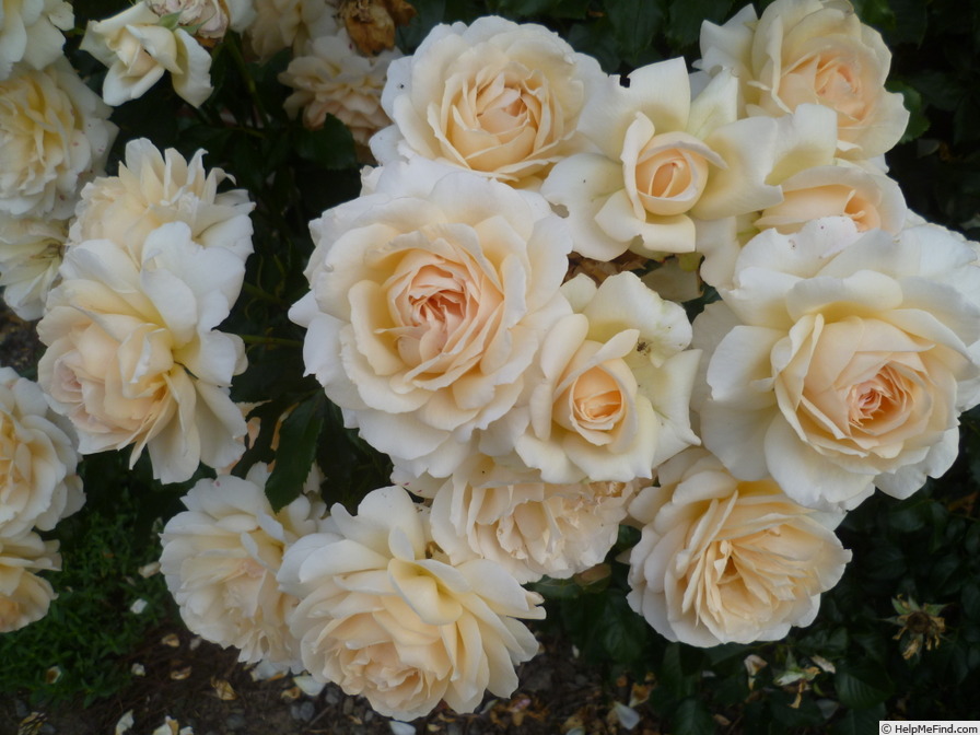 'Chandos Beauty' rose photo