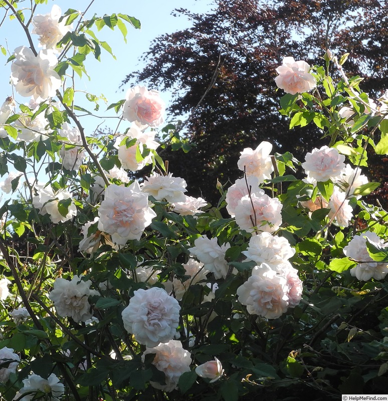 'Madame Alfred Carrière (noisette, Schwartz 1875)' rose photo