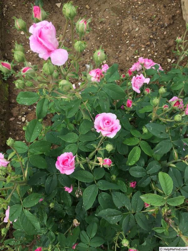 'Ispahan (damask, Unknown, before 1827)' rose photo