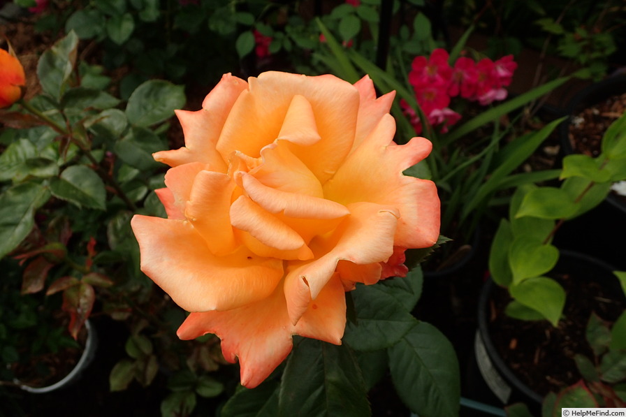 'Razzle Dazzle (floribunda, Fryer, 1997)' rose photo
