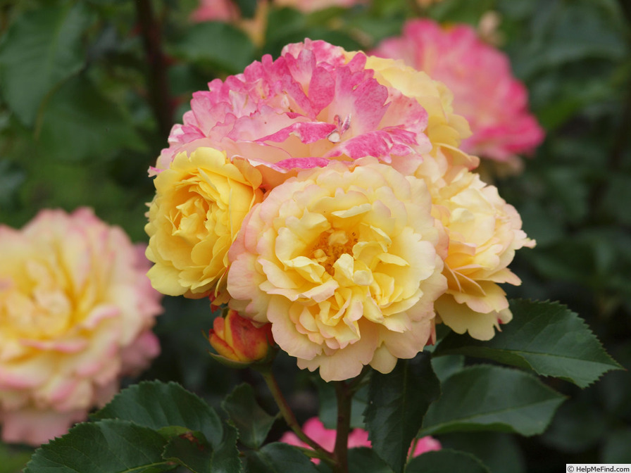 'Lampion ® (floribunda, Evers/Tantau, 2006/12)' rose photo