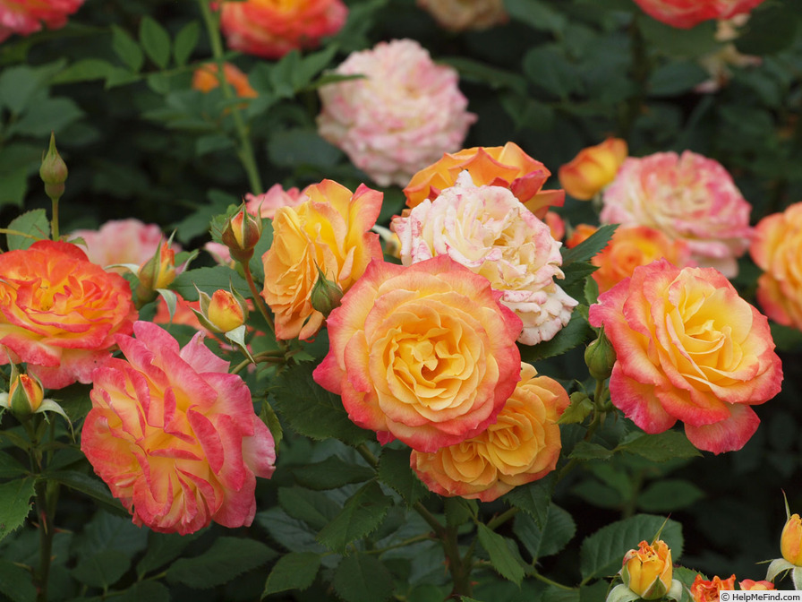 'Gartenspaß ®' rose photo