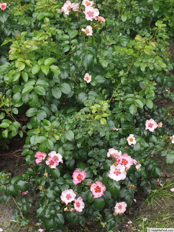 'CHEwsumsigns' rose photo