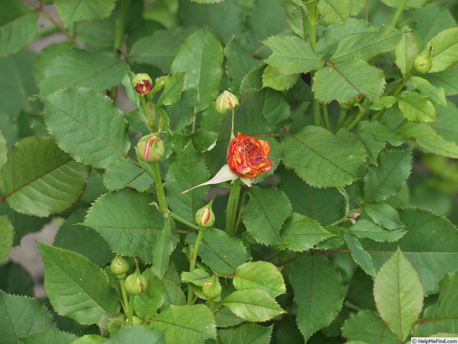 'La Villa Cotta ®' rose photo