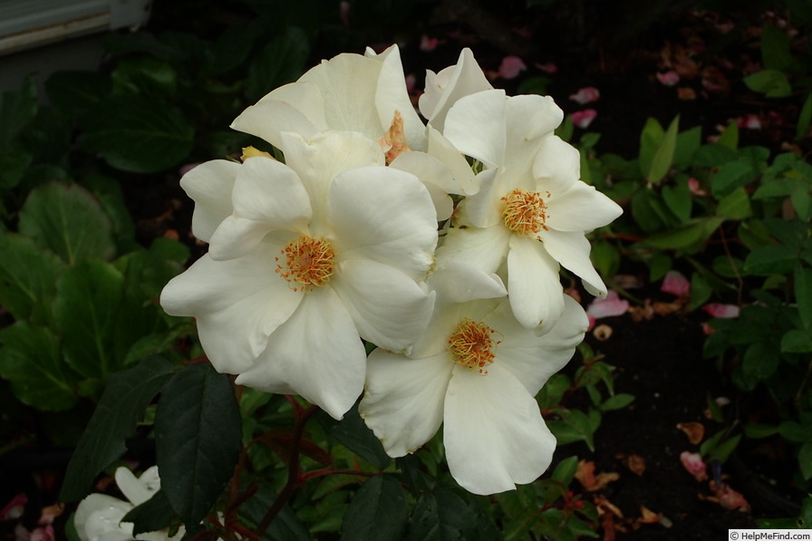 'Sally Holmes (Hybrid Musk, Holmes 1976)' rose photo