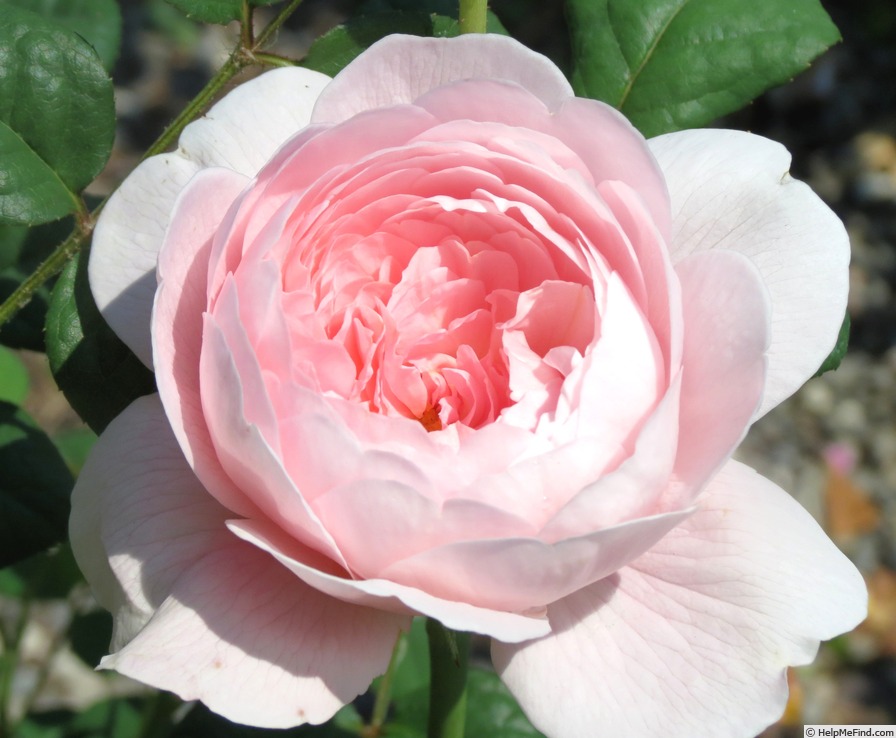 'Queen of Sweden' rose photo