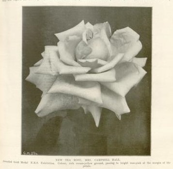 'Mrs. Campbell Hall' rose photo