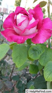 'Monica Bellucci®' rose photo