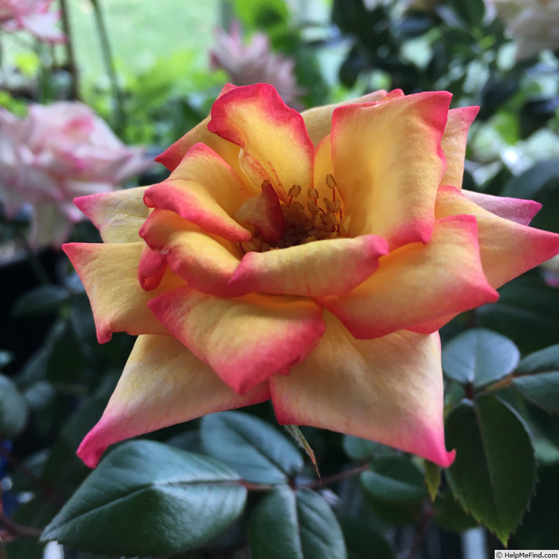 'Tracey Wickham' rose photo