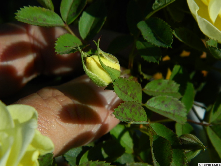 '1-72-1Hugonis flore plena' rose photo