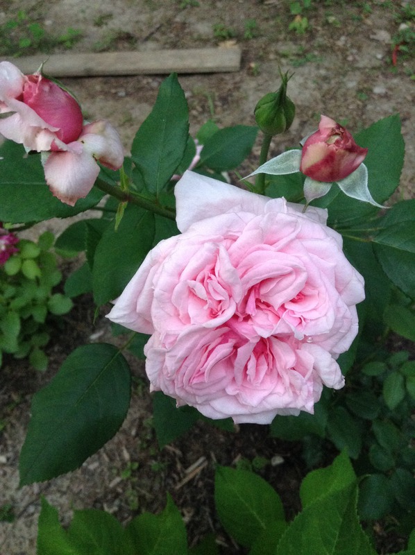 'Gillian & Andrew's Garden'  photo