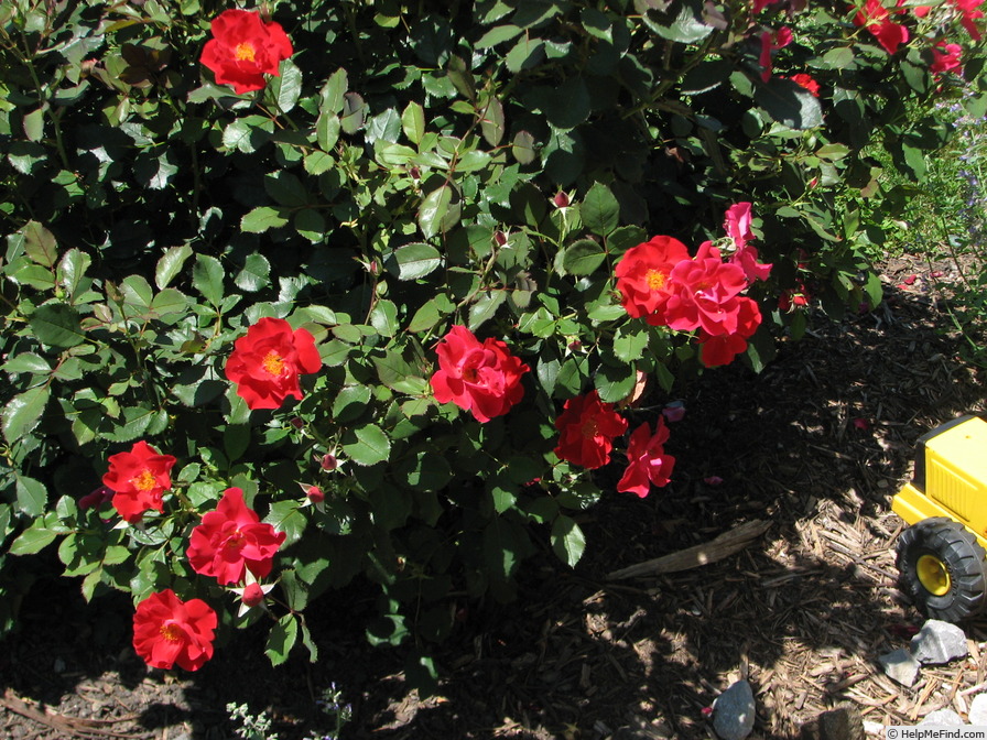 'Miracle on the Hudson' rose photo