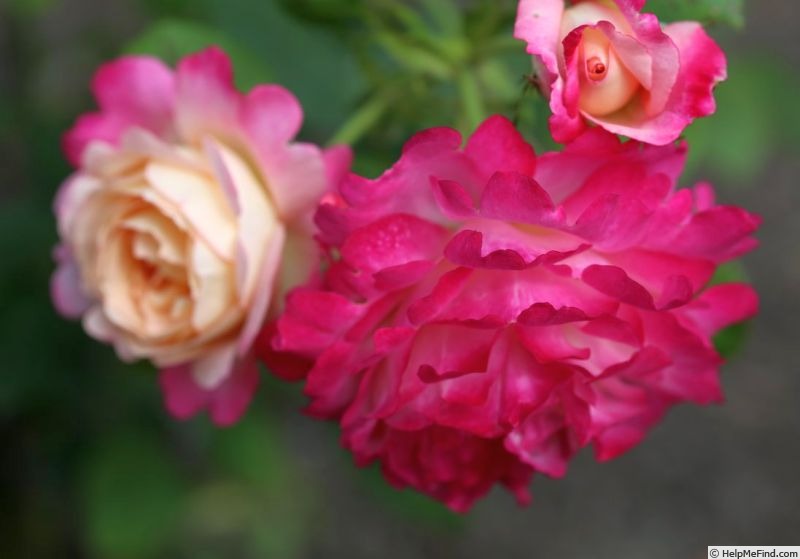 'Colour Buffet' rose photo