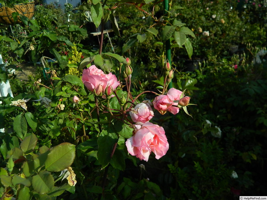 'Bloomfield Abundance (hybrid tea, Thomas 1920)' rose photo