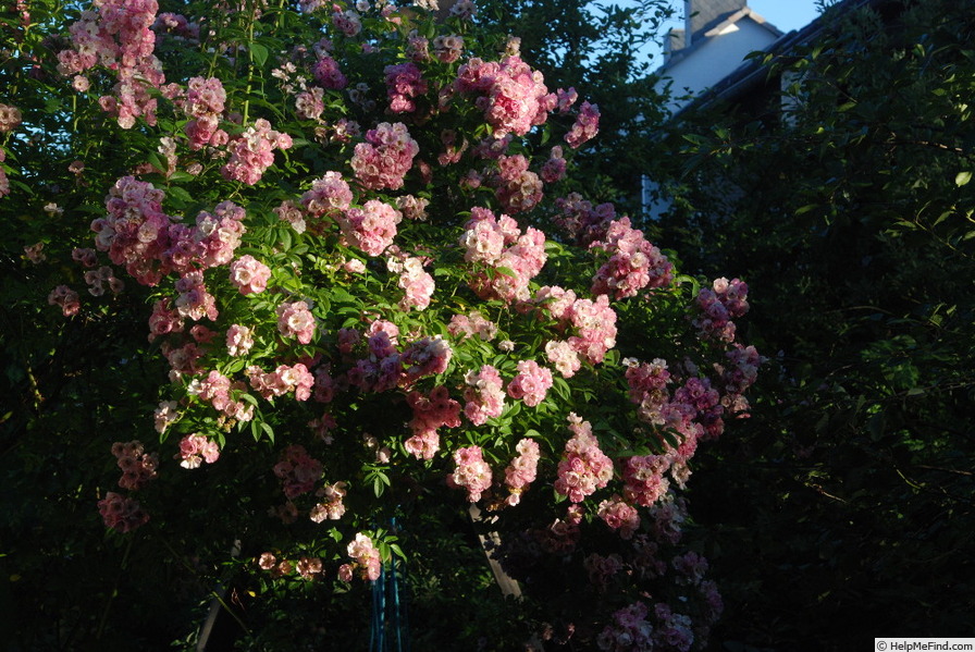'Apple Blossom (hybrid multiflora, Burbank, 1932)' rose photo