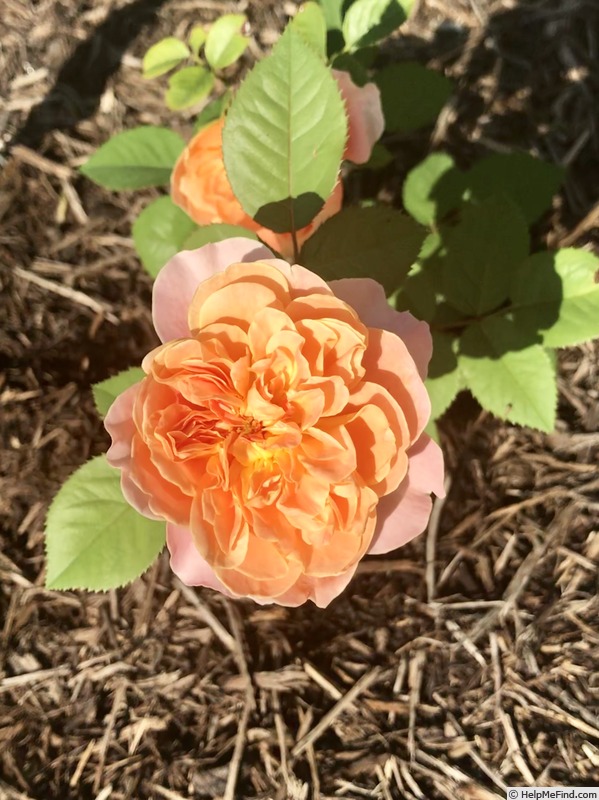 'The Impressionist ™ (shrub, Clements 2000)' rose photo