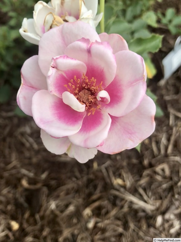 'Bull's Eye (shrub, James 2011)' rose photo