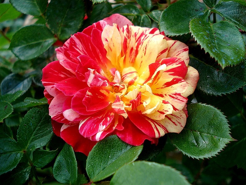 'Bigoudi' rose photo