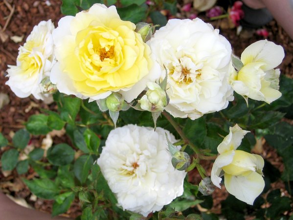 'Moonsprite' rose photo