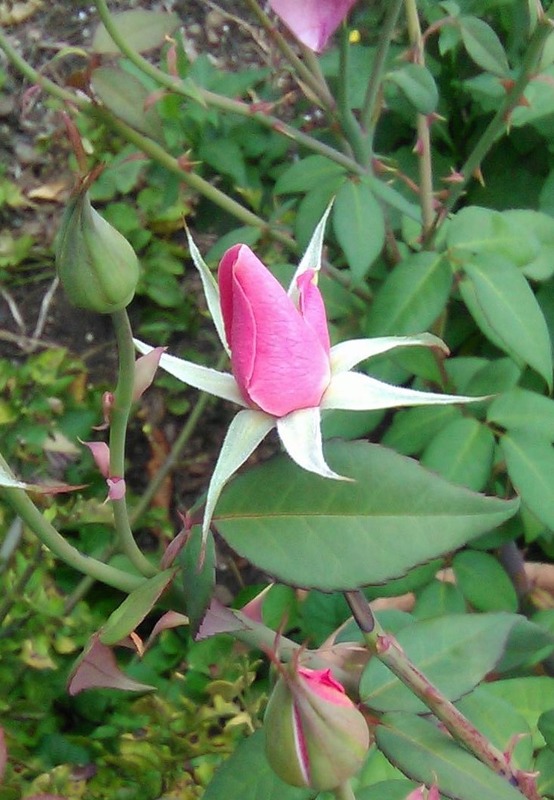 'Lorraine Lee' rose photo