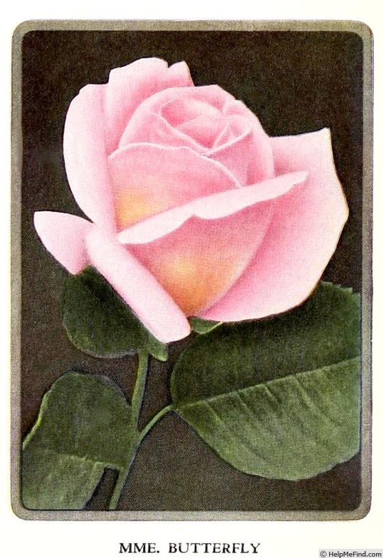 'Madame Butterfly' rose photo