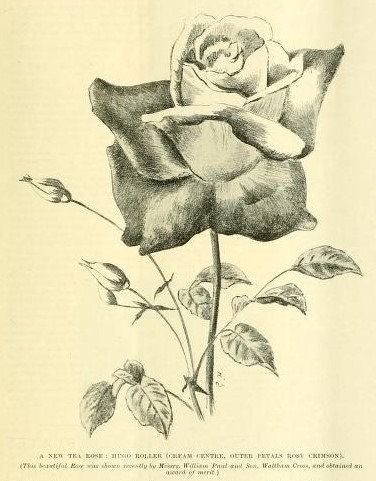 'Hugo Roller' rose photo