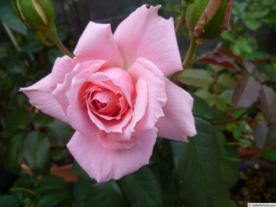 'Love Always' rose photo