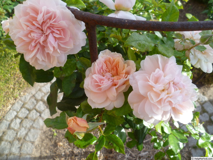 'Garden of Roses ®' rose photo