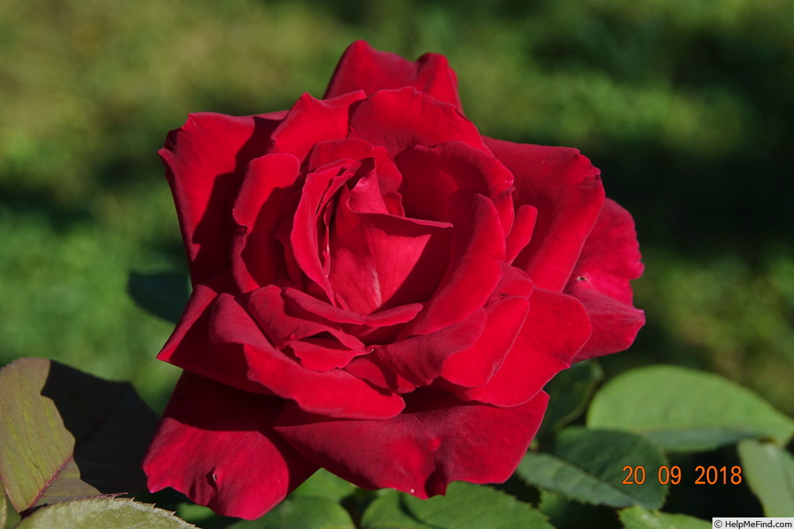 'Chrysler Imperial (Hybrid Tea, Lammerts, 1952)' rose photo