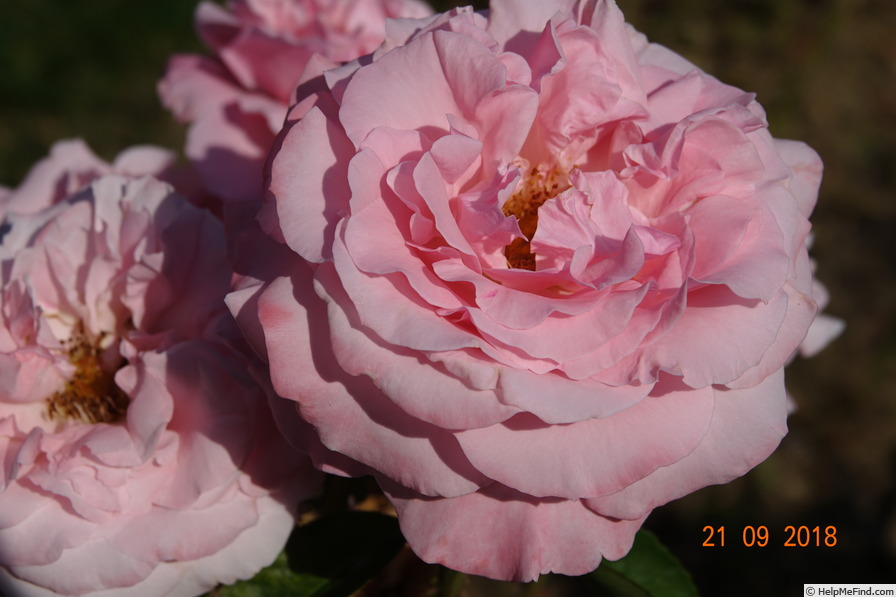 'Major Gagarin' rose photo