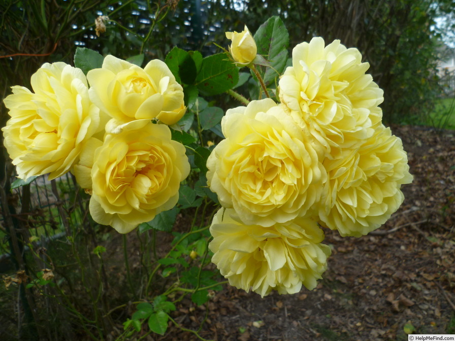 'Anny Duperey ®' rose photo