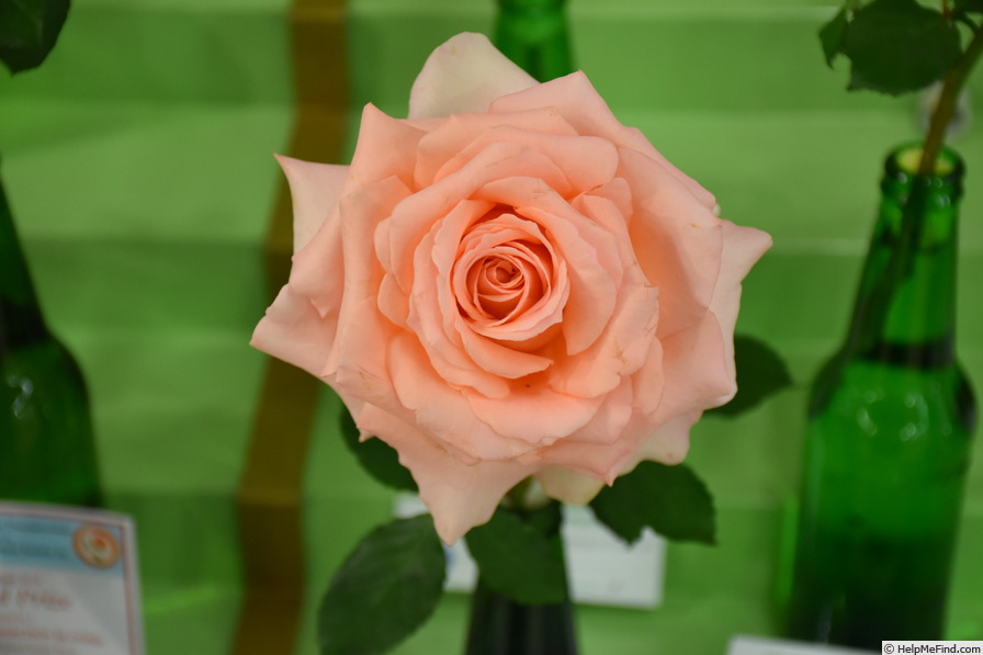 'Melbourne Town' rose photo