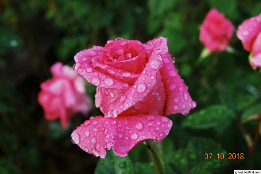 'Jacaranda' rose photo
