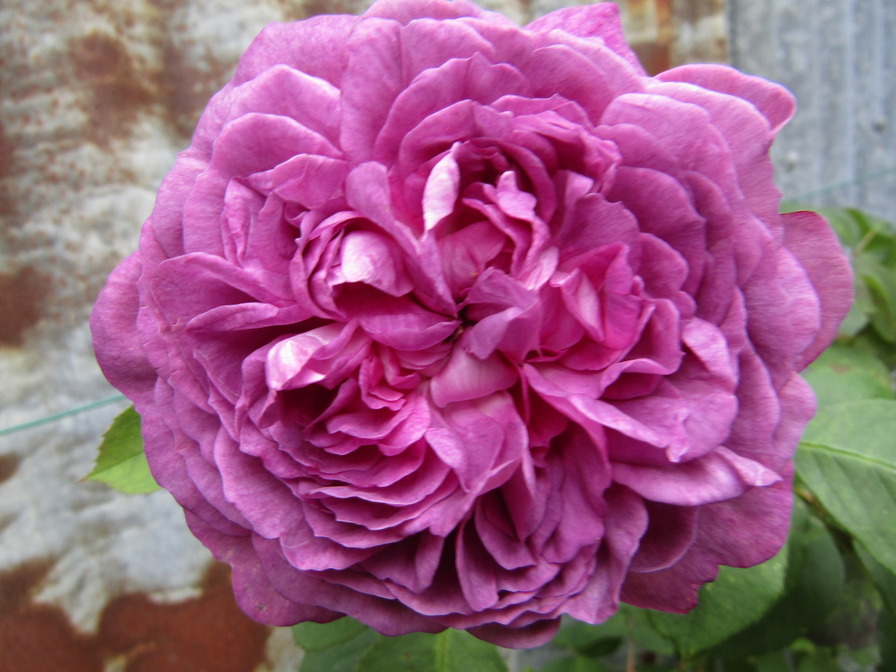'Reine des Violettes (hybrid perpetual, Mille-Mallet 1860)' rose photo