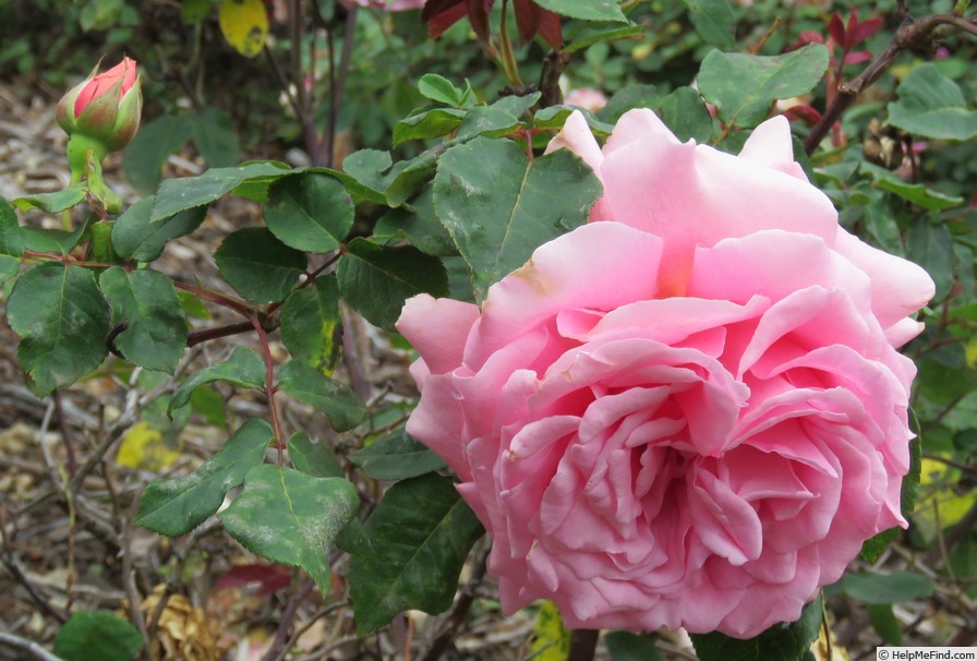 'Portadown Fragrance' rose photo